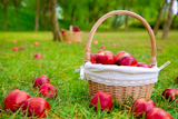 apples+in+basket+on+a+grass+trees+field+in+red+color