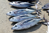 Albacore+tuna+fish+Thunnus+Alalunga+catch++in+fishing+tourney