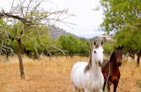 Brown+and+white+horses+at+Majorca+mediterranean+field+in+Spain