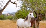 Brown+and+white+horses+at+Majorca+mediterranean+field+in+Spain