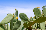 chumbera+nopal+cactus+plant+under+mediterranean+blue+sky+in+Majorca