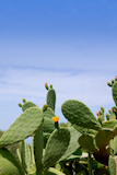 chumbera+nopal+cactus+plant+under+mediterranean+blue+sky+in+Majorca