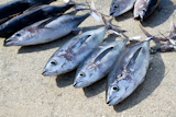 Albacore+tuna+fish+Thunnus+Alalunga+catch++in+fishing+tourney