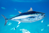 Bluefin+tuna+Thunnus+thynnus+saltwater+fish+in+mediterranean