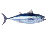 Bluefin+tuna+Thunnus+thynnus+saltwater+fish+isolated+on+white