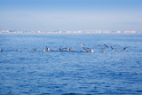 blue+sea+seagulls+hunting+and+eating+sardine+fish+on+ocean