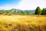 golden+grass+field+with+mountains+and+pine+trees+in+background