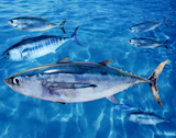 Albacore+Thunnus+alalunga+fish+between+bluefin+tuna+school