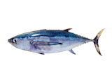 Albacore+tuna+Thunnus+alalunga+fish+isolated+on+white