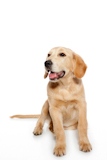 Golden+retriever+dog+puppy+isolated+on+white+background