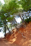 Mediterranean+pine+forest+track+with+tree+roots+viewable+in+Majorca
