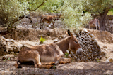 Donkey+mule+in+s+mediterranean+olive+tree+field+of+Majorca+Spain