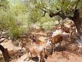 Donkey+mule+in+s+mediterranean+olive+tree+field+of+Majorca+Spain