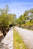 Mediterranean+road+with+olive+trees+and+wild+carrot+flowers+in+Majorca