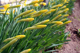 yellow+tulips
