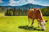 Grazing+cows+at+mountain+grassland+