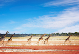 Herd+of+giraffes+in+african+savanna%2C+Etosha+National+Park%2C+Namibia+
