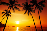 Palm+trees+silhouette+at+sunset%2C+Chang+island%2C+Thailand+