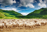 Herd+of+sheep+