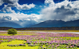 Landscape+with+mountains+and+blossoming+field%2C+New+Zealand