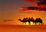 Desert+landscape+with+walking+camels+at+sunset