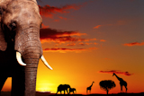 African+elephant+in+savanna+at+sunset