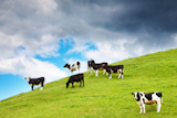 Rural+landscape+with+grazing+calves+and+cloudy+sky+