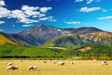Mountain+landscape+with+grazing+sheep%2C+New+Zealand+