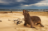 Wild+sea+lion+on+the+beach%2C+New+Zealand+