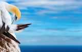 Australasian+gannet+on+the+rock+against+blue+sky+and+ocean+background+