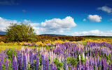 Landscape+with+blossoming+field+and+blue+sky%2C+New+Zealand