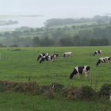 Ireland+-+countryside