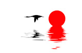 vector+silhouette+flying+goose+on+white+background