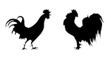 vector+silhouette+of+the+cock+on+white+background