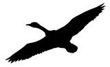 vector+silhouette+flying+ducks+on+white+background