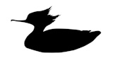 vector+silhouette+duck+on+white+background
