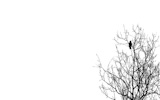 vector+illustration+ravens+on+branch+on+white+background