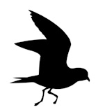 vector+silhouette+of+the+wild+bird+on+white+background