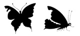 vector+silhouette+butterfly+on+white+background