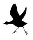 vector+silhouette+of+the+bird+on+white+background