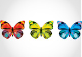 Vector+illustration+-+Set+of++Beautiful+Brightly+multicolored+butterflies