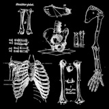 Human+bones%2C+vintage+vector+set