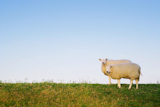 two sheep standing