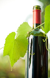Red wine bottle and grapevine in spring