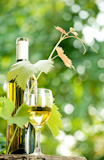 White wine bottle, young vine and glass against green spring background
