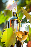 White wine bottle, young vine and glass against vineyard background