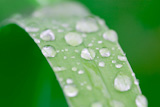 water droplets on a grass blade, shallow dof