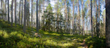 panoramic view of summer forest at Ruunaa hiking area, Finland
