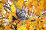 Beautiful kitty sitting on the autumn tree