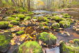 river eith rock in autumn forest